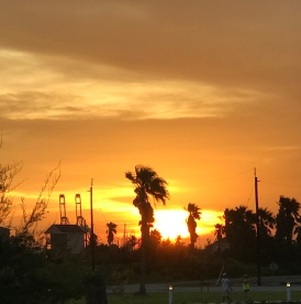 palm tree sunset